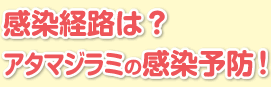 感染経路は？アタマジラミの感染予防！