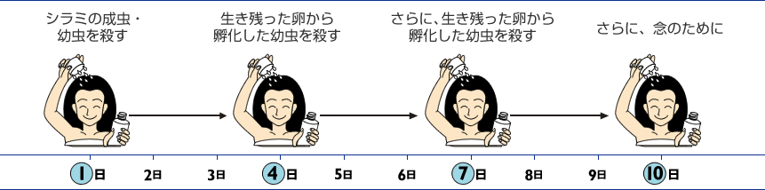 成虫 シラミ